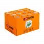 Preview: CSWISS Cannabis Ice Tea, Einweg-Dose, 12er Tray, (12x250ml)